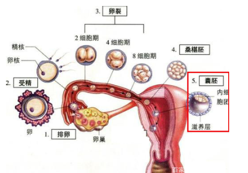做一次試管嬰兒需要花費多少錢
