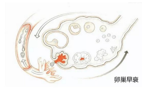 試管大概多少錢