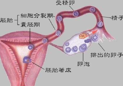 美國試管流程及費(fèi)用？?