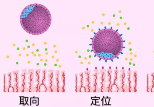 俄羅斯試管哪里好成功關(guān)鍵是什么？